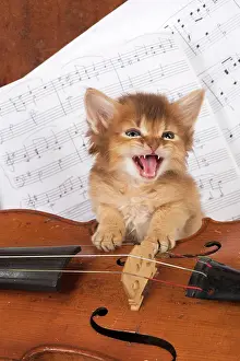 Instruments: CAT. Somali kitten ( 6 weeks old ) with music &