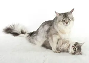 Wrestling: CAT. Somali kitten ( 8 weeks old ) blue, mother, usual