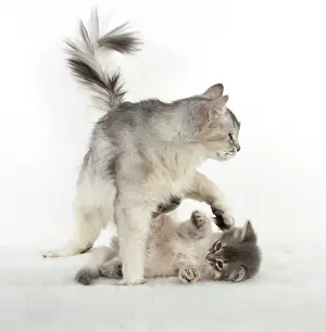 Wrestling: CAT. Somali kitten ( 8 weeks old ) blue, mother, usual