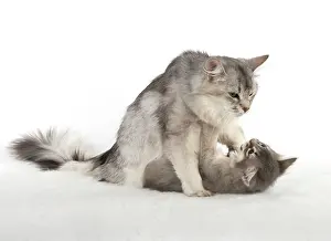 Wrestling: CAT. Somali kitten ( 8 weeks old ) blue, mother, usual