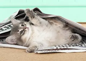 Newspaper: CAT. Somali kitten ( 8 weeks old ) blue, under newspape