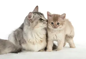 Usual: CAT. Somali kitten ( 8 weeks old ) fawn, mother, usual