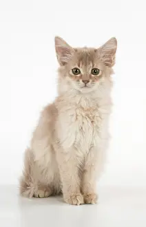 110554: CAT. Somali kitten ( 8 weeks old ) fawn