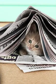 Newspaper: CAT. Somali kitten ( 8 weeks old ) fawn, under newspape
