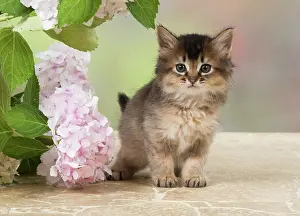 200917: CAT. Somali kitten (brown usual ) 9 weeks old with flowers