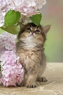 200917: CAT. Somali kitten (brown usual ) 9 weeks old with flowers