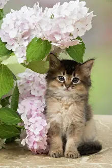 200917: CAT. Somali kitten (brown usual ) 9 weeks old with flowers