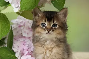 200917: CAT. Somali kitten (brown usual ) 9 weeks old with flowers