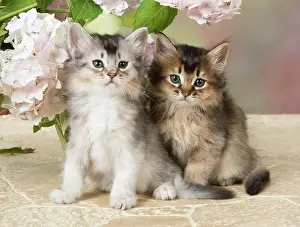 200917: CAT. Somali kitten (brown usual & grey usual