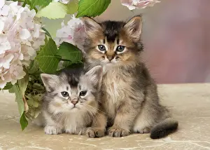 200917: CAT. Somali kitten (brown usual & grey usual