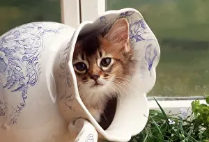 Emerges: CAT - SOMALI KITTEN - EMERGES FROM JUG