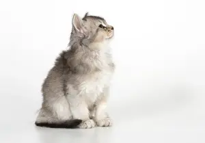 Profiles: CAT. Somali kitten (gray, usual silver) 9 weeks old