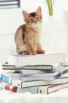 Books: Cat