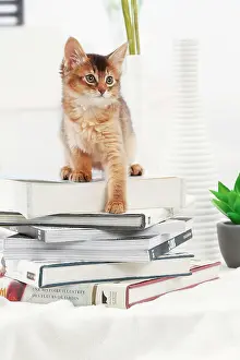 Books: Cat