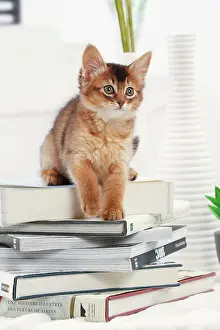 Books: Cat