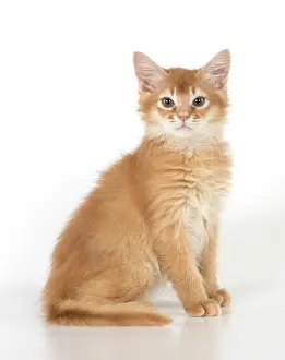 200917: CAT. Somali kitten (red ) 9 weeks old
