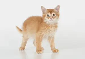 200917: CAT. Somali kitten (red ) 9 weeks old