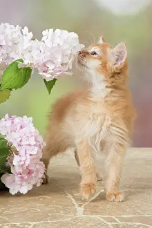 200917: CAT. Somali kitten (red ) 9 weeks old sniffing flowers