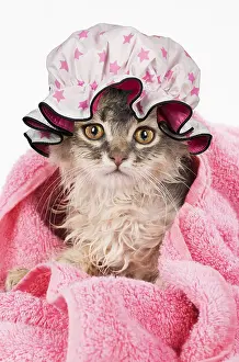 Sorrel: CAT. Somali kitten ( sorrel silver ) wet in a