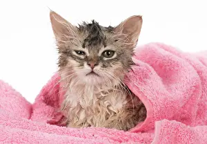 Upset: CAT. Somali kitten ( sorrel silver ) wet in a towel