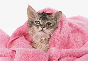 Sorrel: CAT. Somali kitten ( sorrel silver ) wet in a towel
