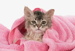 Miserable: CAT. Somali kitten ( sorrel silver ) wet in a towel