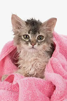 Miserable: CAT. Somali kitten ( sorrel silver ) wet in a towel