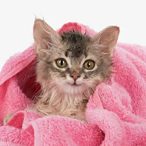 Clean: CAT. Somali kitten ( sorrel silver ) wet in a towel