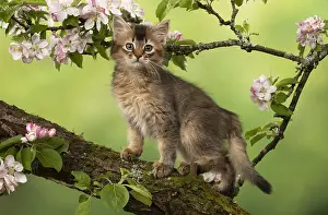 Somalis: CAT. Somali kitten (usual tortioise shell )9 weeks