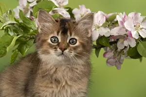 Somalis: CAT, Somali kitten ( usual Tortoise shell ) 9 weeks
