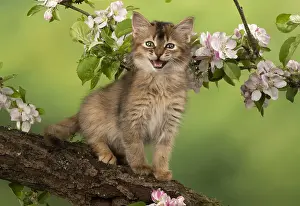 Somalis: CAT, Somali kitten ( usual Tortoise shell ) 9 weeks