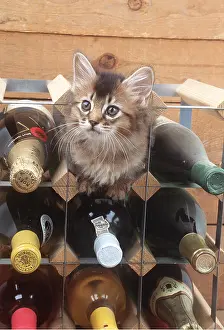 Rack: CAT - SOMALI KITTEN - IN WINE RACK
