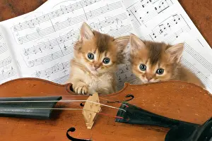 Instruments: CAT. Somali kittens ( 6 weeks old ) with music &