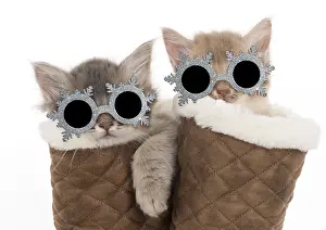 Comfortable: CAT. Somali kittens ( 8 weeks old ) blue &