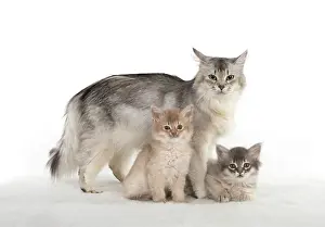 Somali: CAT. Somali kittens ( 8 weeks old ) blue & fawn, mot