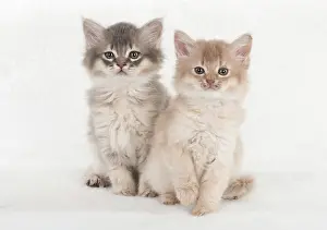110554: CAT. Somali kittens ( 8 weeks old ) blue & fawn CAT