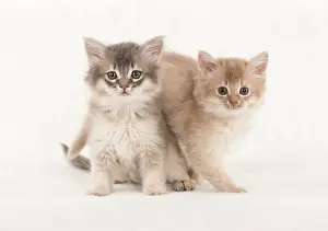 110554: CAT. Somali kittens ( 8 weeks old ) blue & fawn CAT
