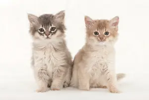110554: CAT. Somali kittens ( 8 weeks old ) blue & fawn CAT