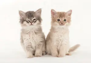 Winking: CAT. Somali kittens ( 8 weeks old ) blue & fawn CAT