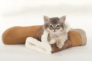 Footwear: CAT. Somali kittens ( 8 weeks old ) blue & fawn CAT