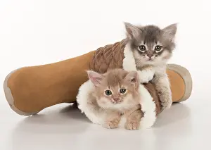Footwear: CAT. Somali kittens ( 8 weeks old ) blue & fawn CAT