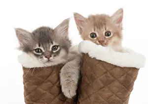 Footwear: CAT. Somali kittens ( 8 weeks old ) blue & fawn CAT