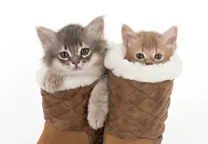 Boots: CAT. Somali kittens ( 8 weeks old ) blue & fawn CAT