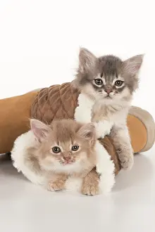 Boots: CAT. Somali kittens ( 8 weeks old ) blue & fawn CAT