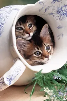 Somalis: Cat - Somali Kittens in blue and white china jug