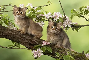 Somalis: CAT. Somali kittens ( tortise shell and usual )