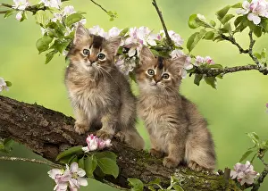 Somalis: CAT. Somali kittens ( tortise shell and usual )