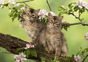 Somalis: CAT. Somali kittens ( tortise shell and usual )