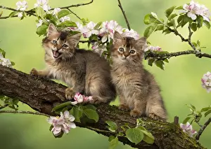 Somalis: CAT. Somali kittens ( tortise shell and usual )