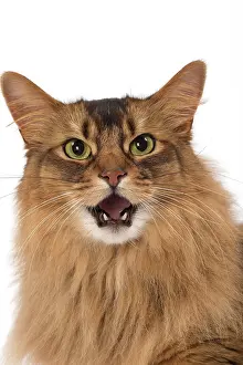Shock: Cat Somali mouth open